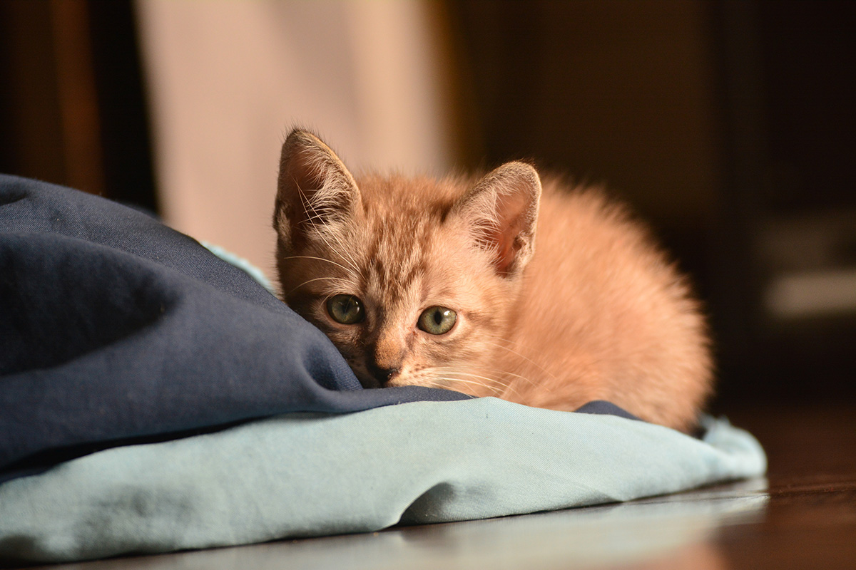 Why Is My Cat Peeing Everywhere? Understanding Cat Behavior The Pet Staff