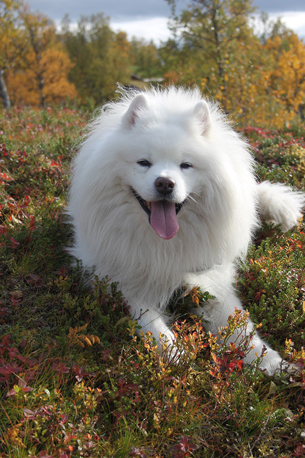 26 Top Hypoallergenic Dogs For Allergy Sufferers The Pet Staff