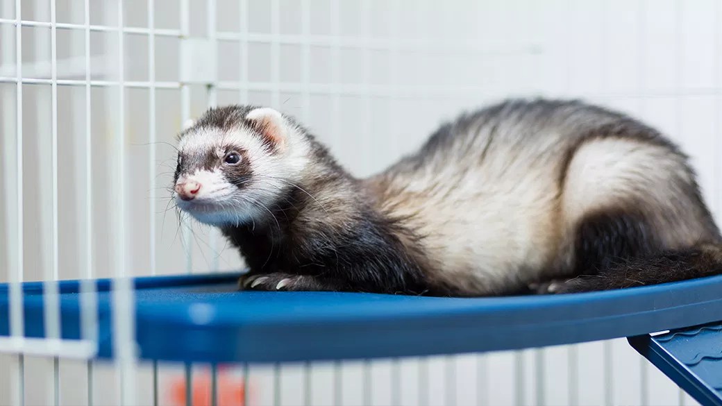 Buying a Ferret Cage Is A best Thing