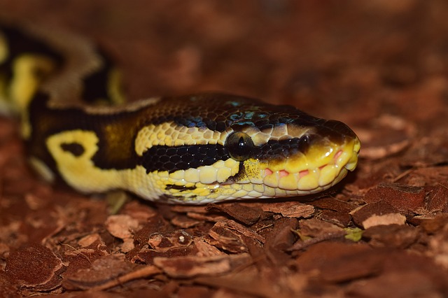 Best Heat Lamp for a Ball Python The Pet Supply Guy