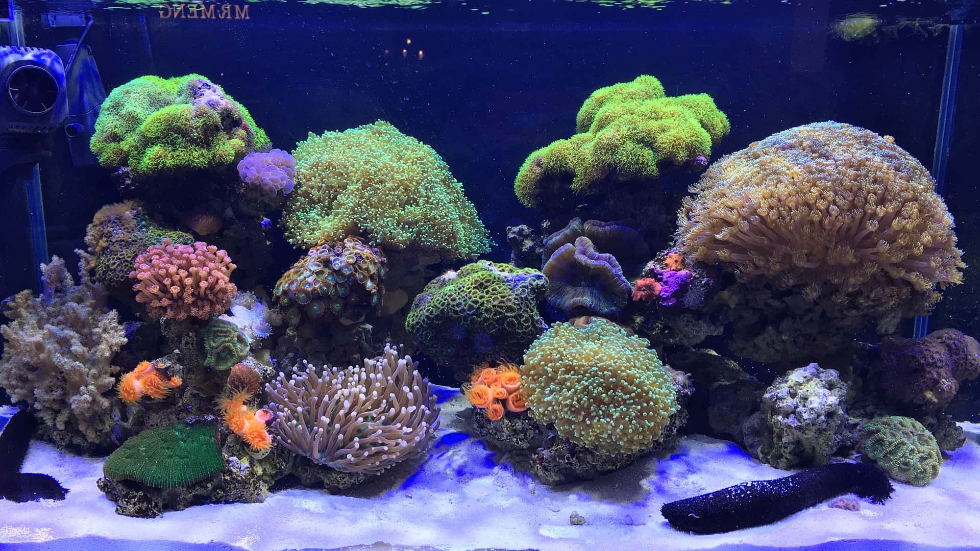 Best Salt Mix for a Reef Tank The Pet Supply Guy