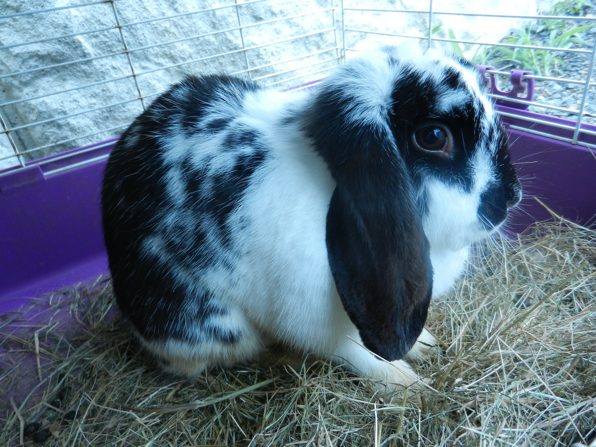 Best Water Bottle for Rabbits The Pet Supply Guy