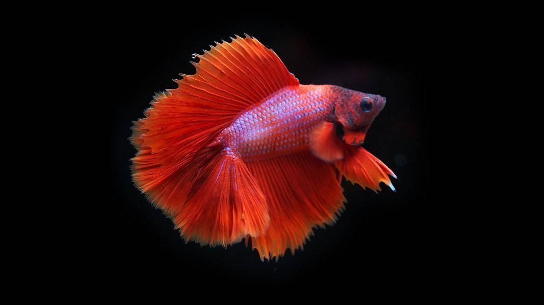 Betta Fish Gifts Gifts for Betta Fish Lovers The Pet Supply Guy