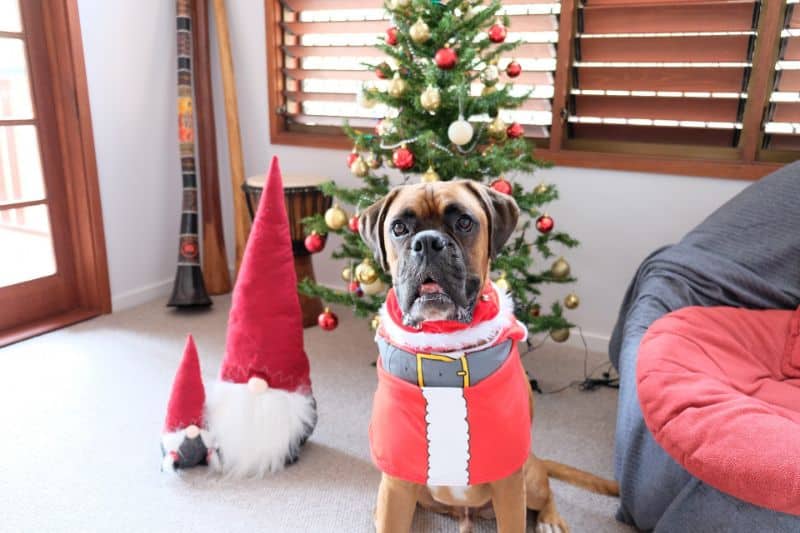 Boxer Dog Gifts The Pet Supply Guy