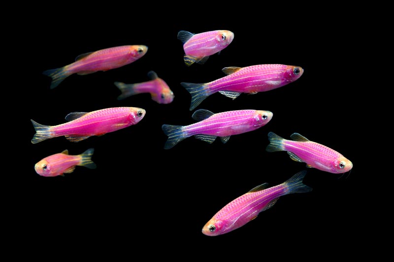 Do GloFish Need a Filter? The Pet Supply Guy