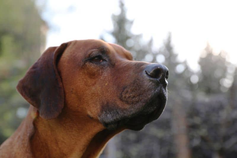 Do Rhodesian Ridgebacks Need Winter Coats Best Winter Coats for