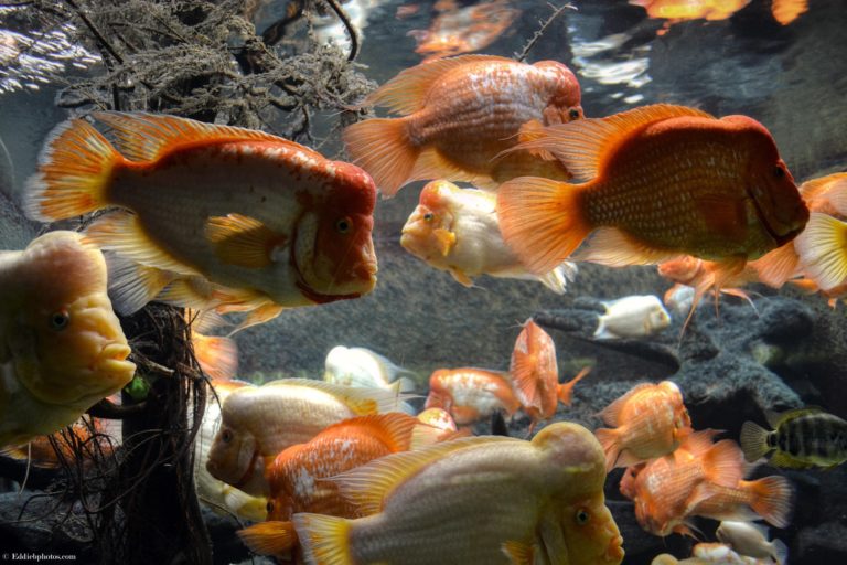 How Many Fish in a Tank Calculator The Pet Supply Guy