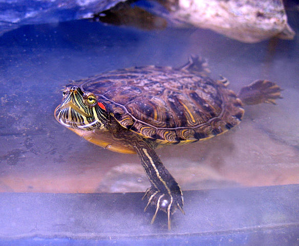 Turtle Tank Size Calculator 🐢 The Pet Supply Guy