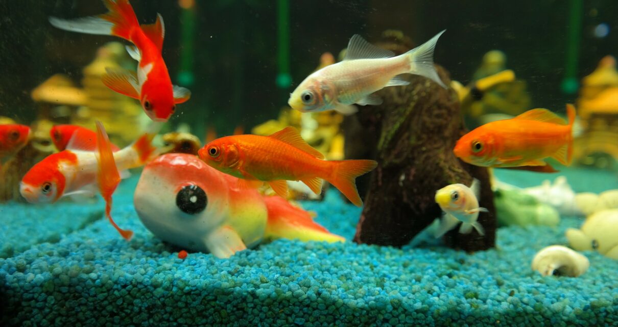 What Do Goldfish Like in Their Tank The Pet Supply Guy