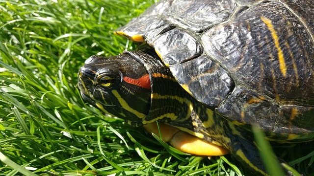 Best Food for Red Eared Slider Turtles ???? Red-Eared Slider Food List