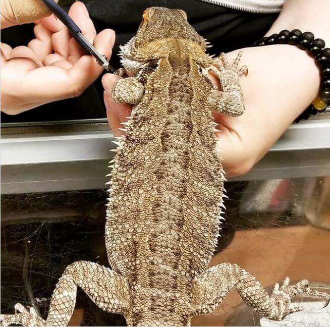 How Often to Trim Bearded Dragon Nails? A Detailed Guide