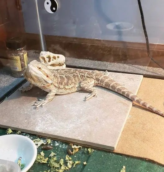 How To Clean Reptile Carpet Artistrestaurant2
