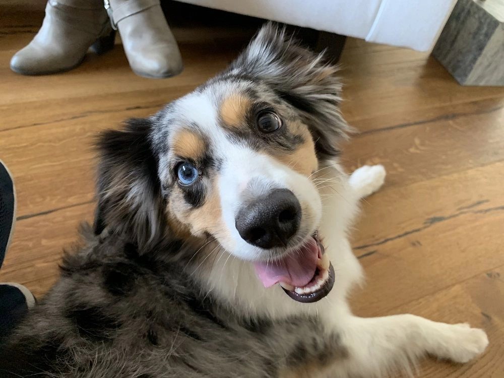 Complete Guide of Mini Australian Shepherd Facts You Need to Know