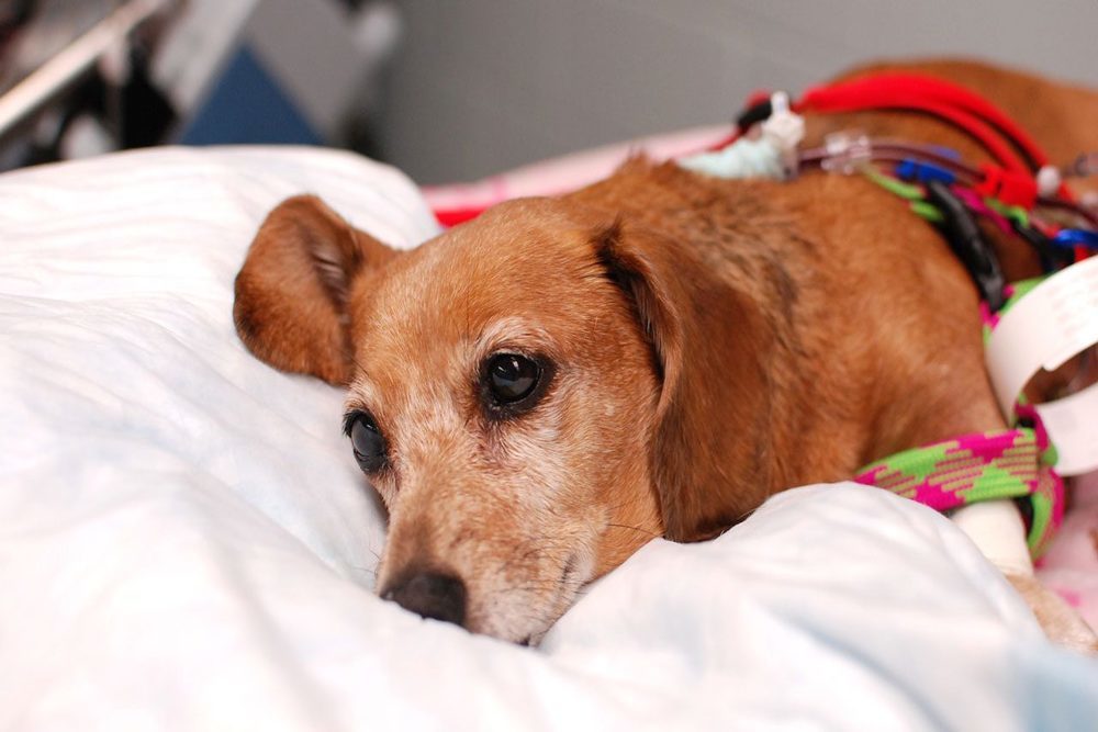 How to Tell If A Dog Has A Concussion What Are the Signs