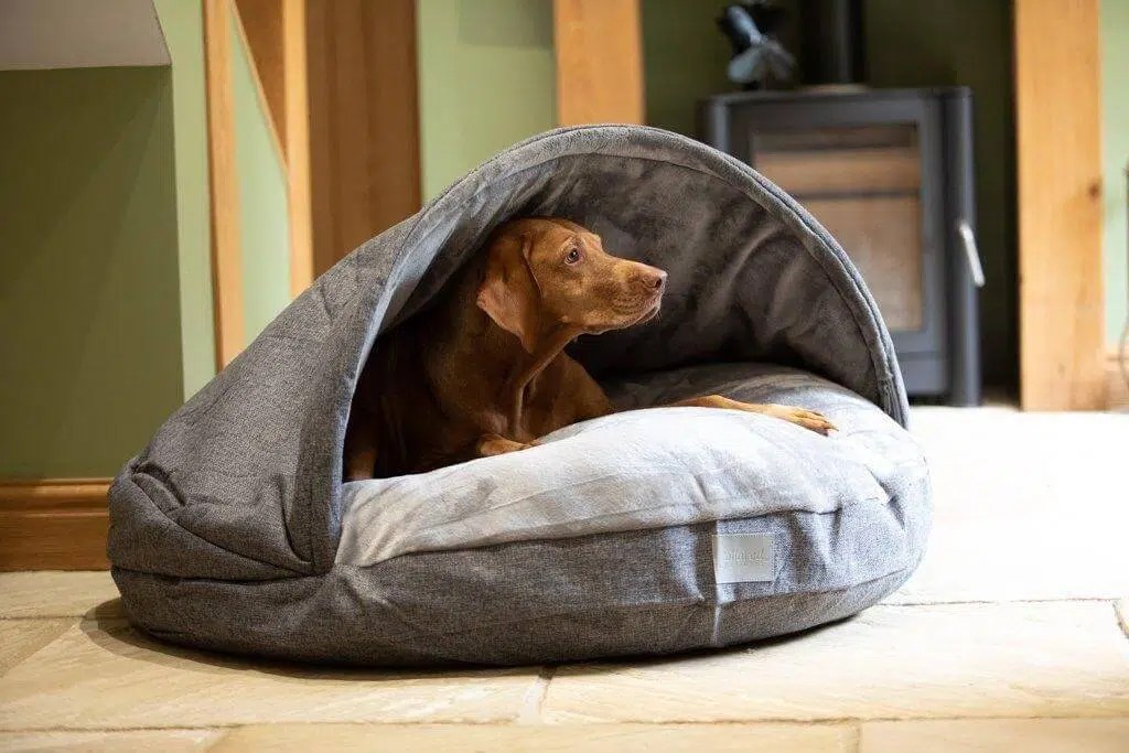 10 Unique Gift Ideas To Give To Your Pet Dog The Pet Town