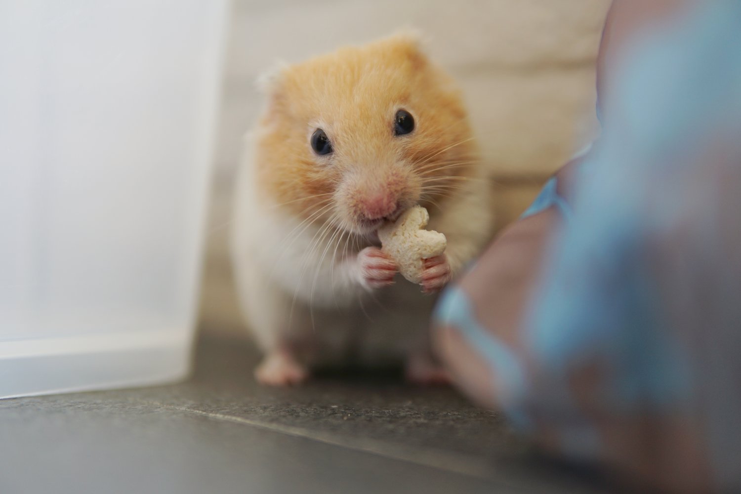 What Can I Feed My Hamster If I Run Out Of Food What Foods Can