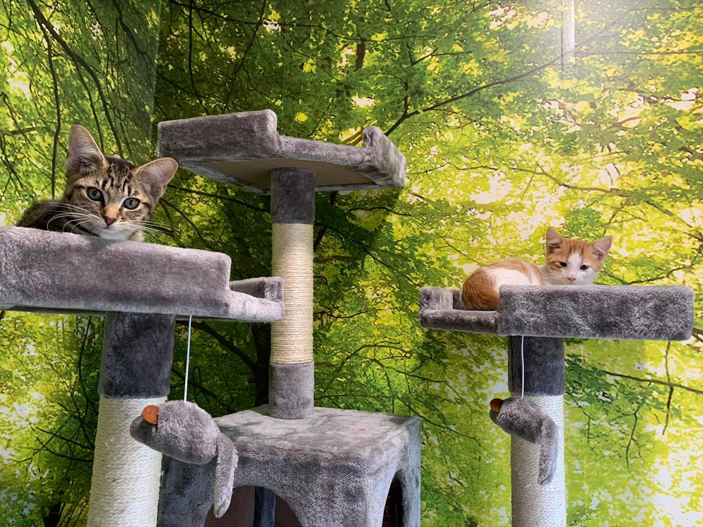 Durham, NC The Pet Wagon