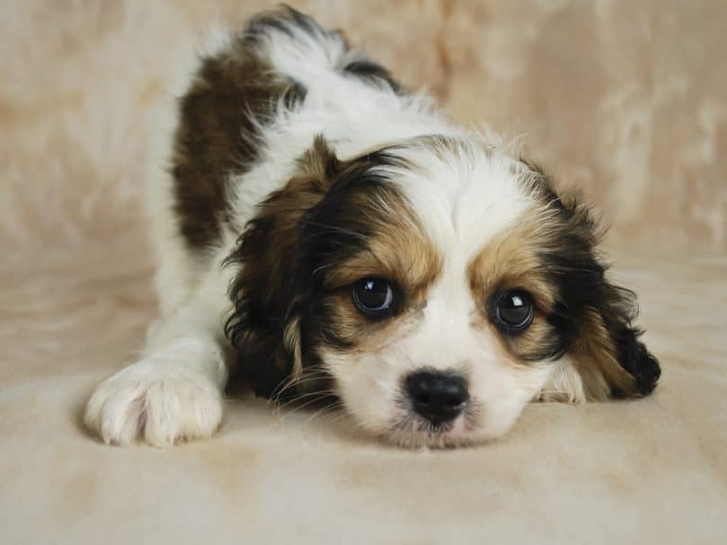 Cavachon Pros And Cons Complete Owners Guide The Pet Well