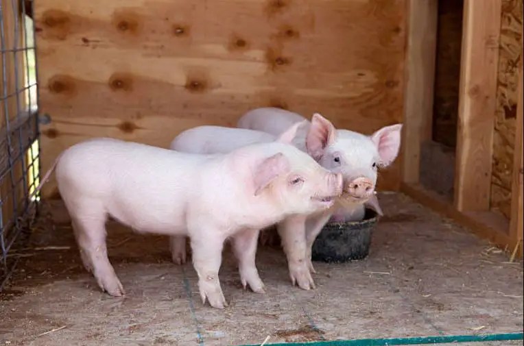 Yorkshire Pigs Pros And Cons Complete Owners Guide The Pet Well