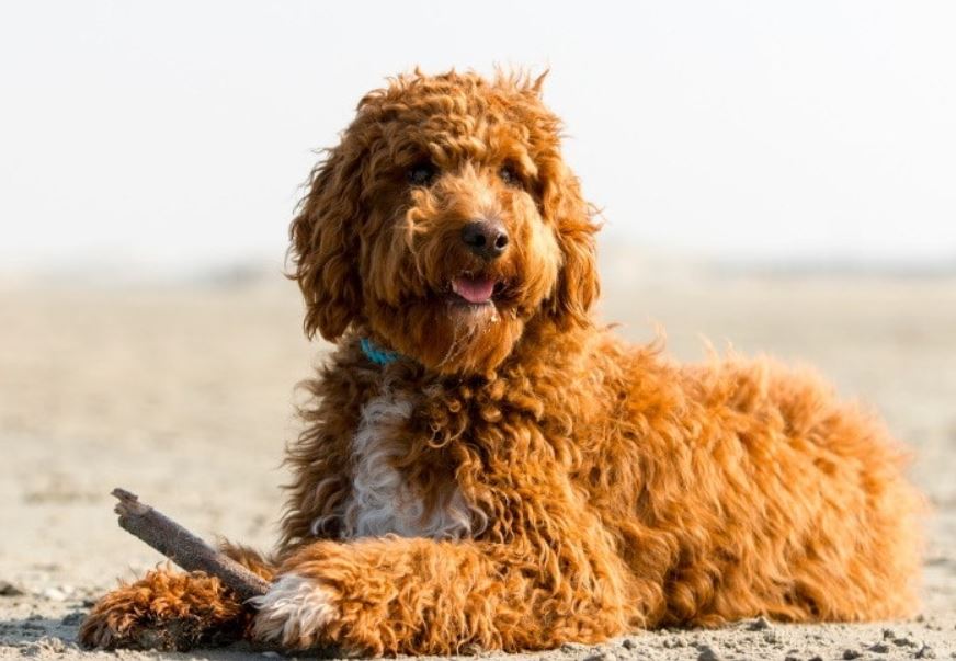 Irish Doodles Pros and Cons Everything You Need to Know About the