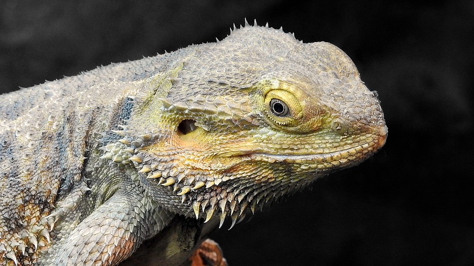 Atadenoviruses in Lizards The Pet Wiki
