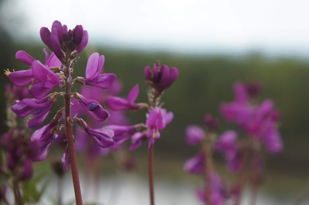 Yukon Wildflowers The Philtrons Pedal North