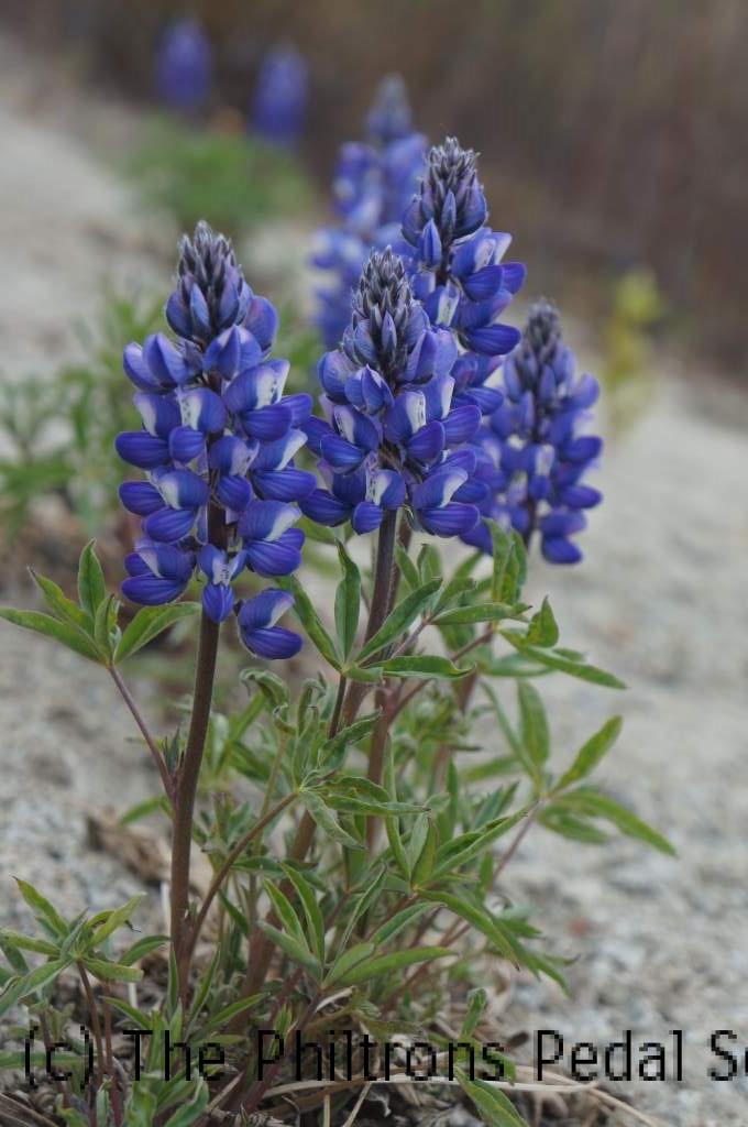 Yukon Wildflowers The Philtrons Pedal North