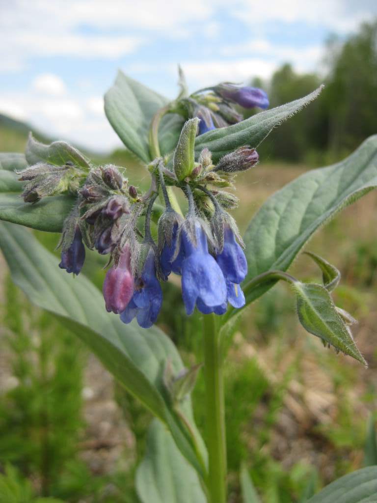 Yukon Wildflowers The Philtrons Pedal North