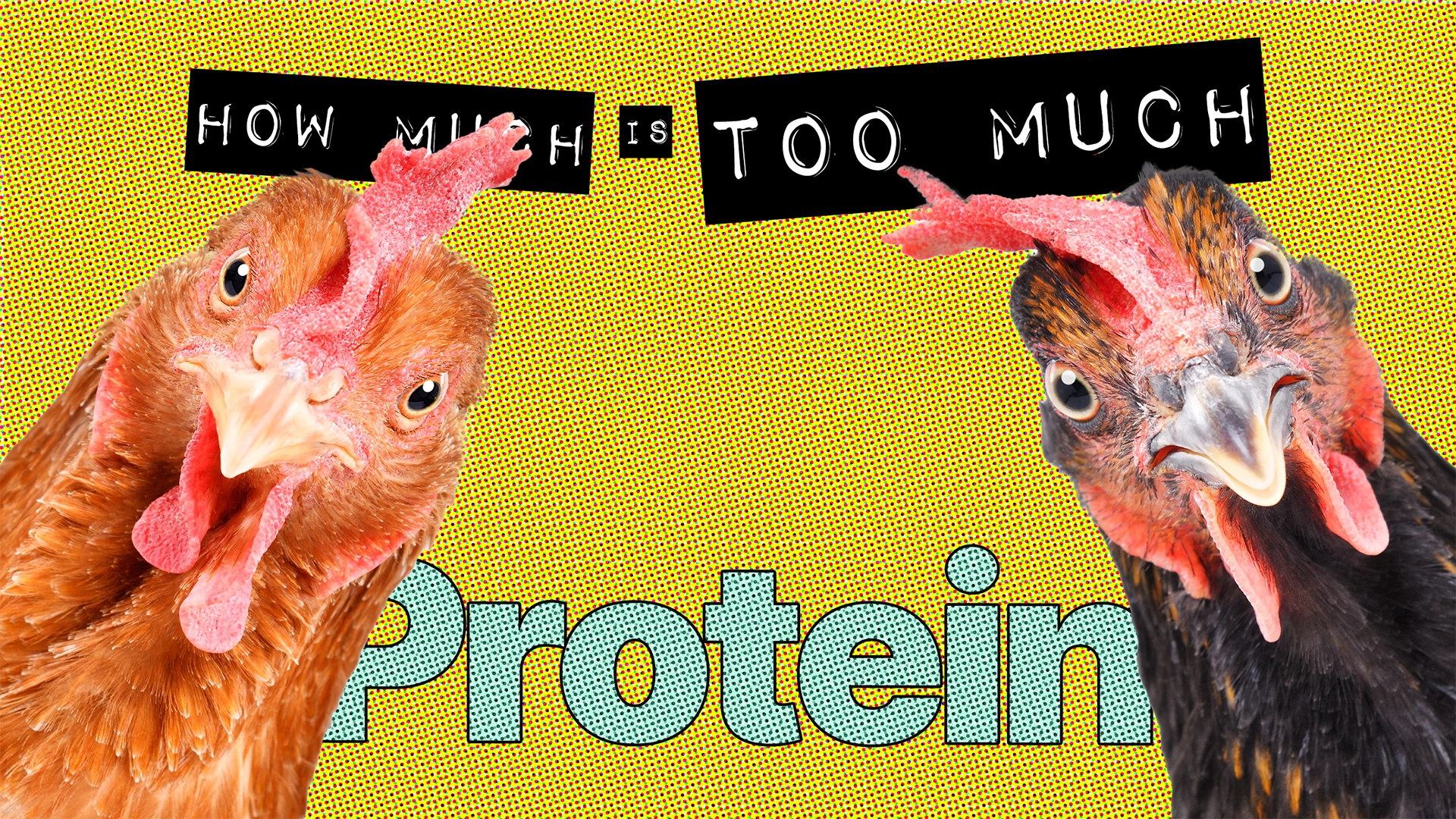 The Proactive Health Management Plan How Much is Too Much Protein?