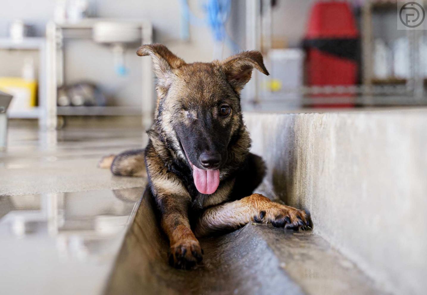 Stray puppy millionth animal to be neutered and vaccinated by Soi Dog Foundation The