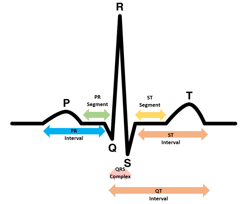 Q Waves The Student Physiologist