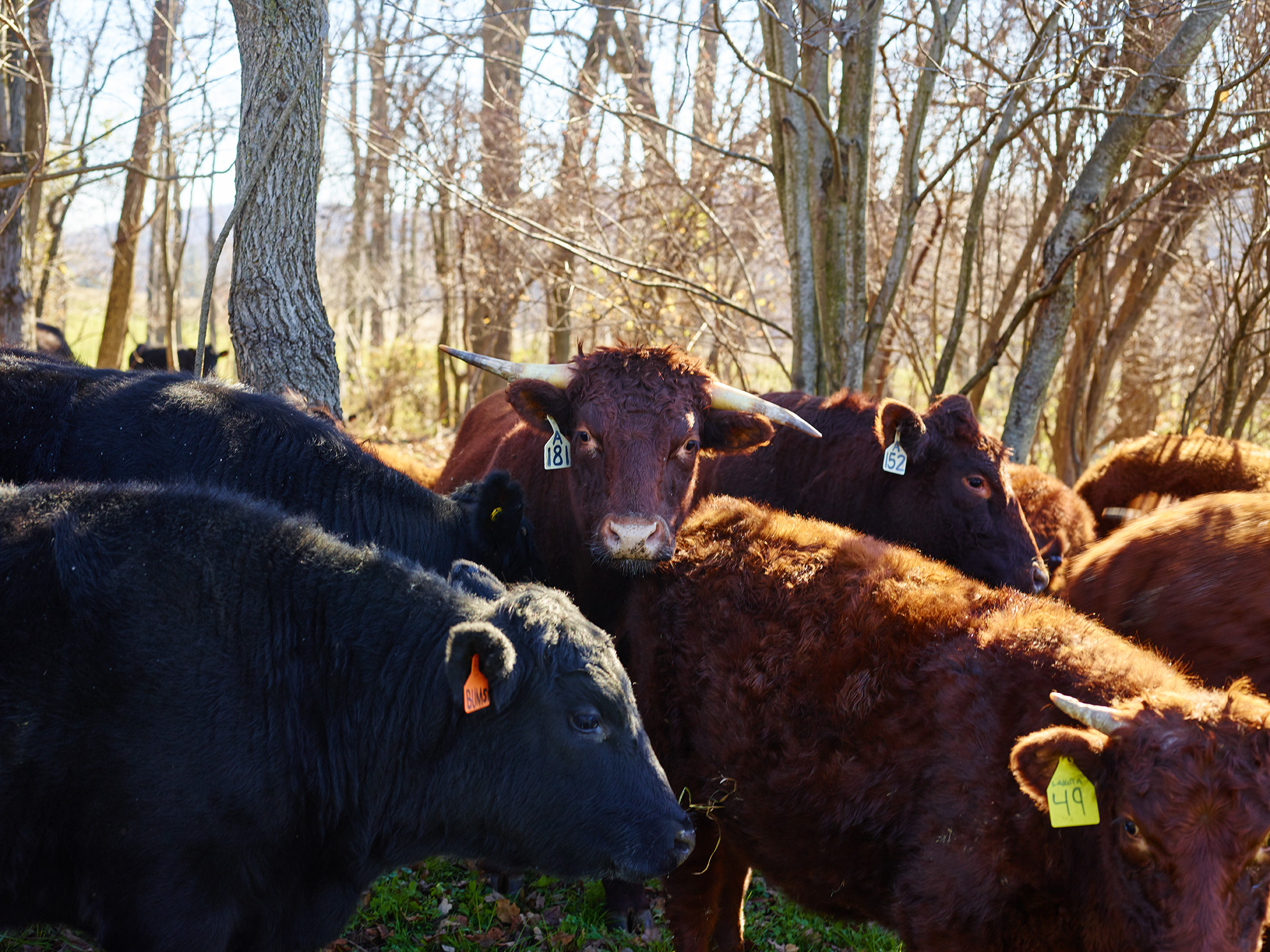 Difference Between Dairy and Beef Cows The Pictured Kitchen