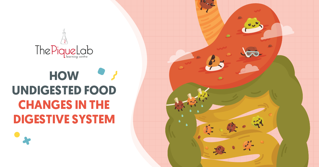 How Undigested Food Changes In The Digestive System Primary School