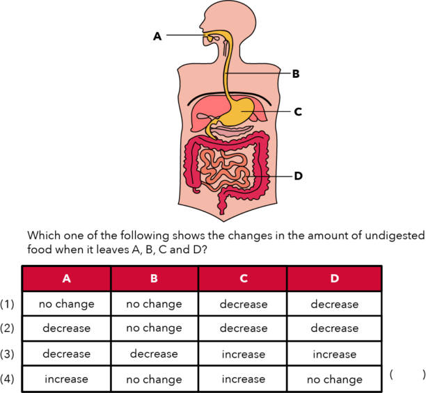 How Undigested Food Changes In The Digestive System Primary School
