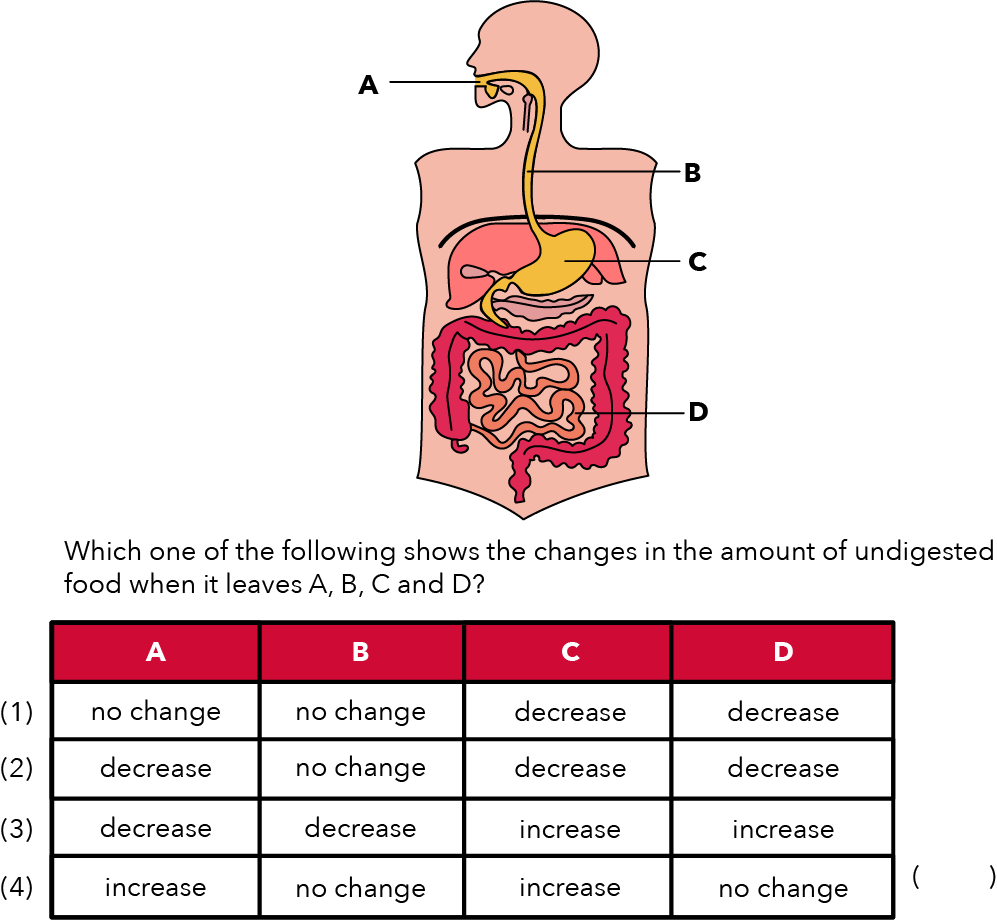 How Undigested Food Changes In The Digestive System Primary School