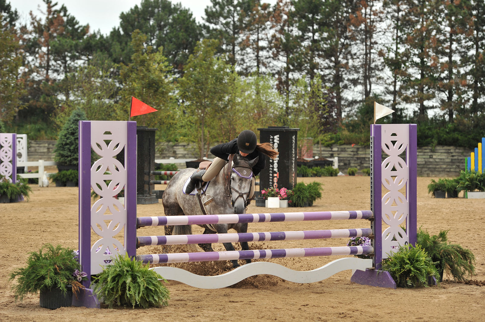 Learning How to Fall Off With a Smile on My Face The Plaid Horse Magazine