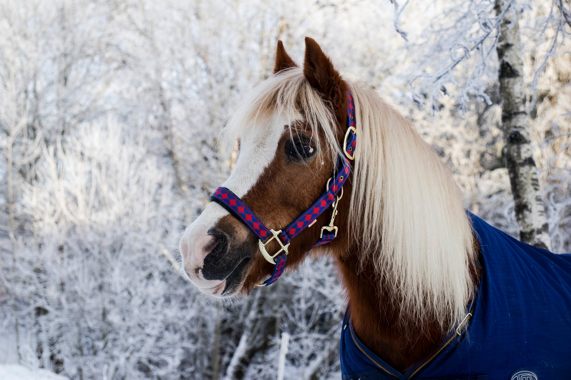 Shedding Season Survival Get Your Horse's Gleaming Coat Back The