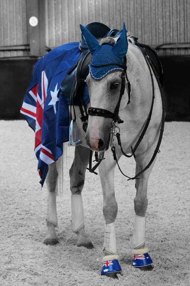 “Extra” Equestrians and the Marketplace for Colorful Horse Tack and