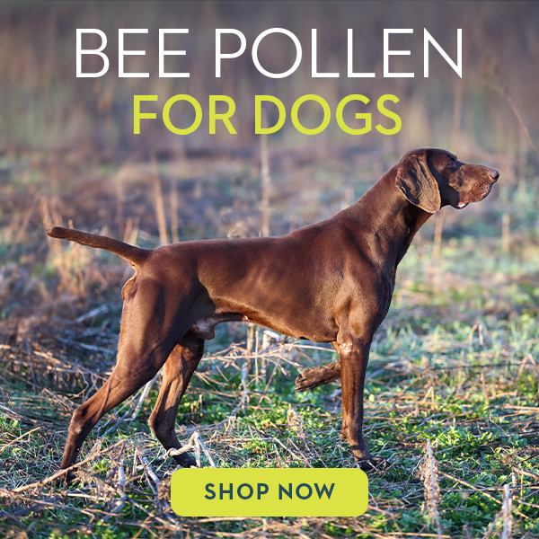 Use Springtime Supplements’ Bee Pollen to Improve the Health of You