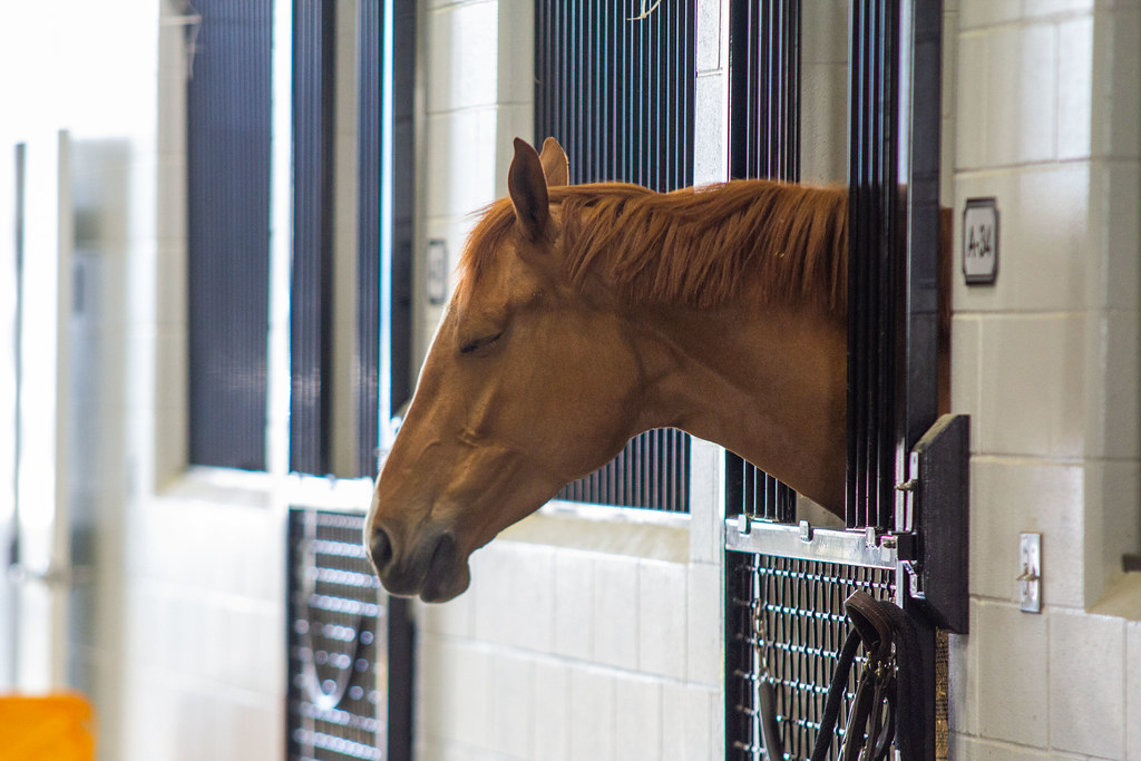 5 Tips When Using Waivers in Your Horse Program The Plaid Horse Magazine