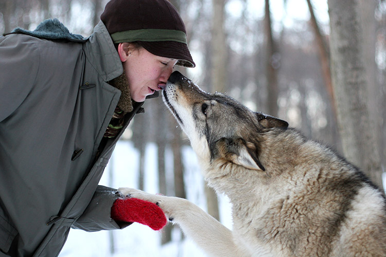 This wolf sanctuary lets you watch the northern lights while you cuddle