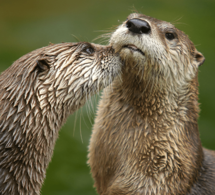 Dear Vermont Please stop killing otters for profit