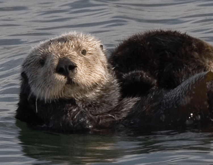 Dear Vermont Please stop killing otters for profit