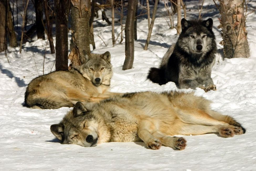 The Grey Wolf Sanctuary of Haliburton Forest Adventure Travel Blog