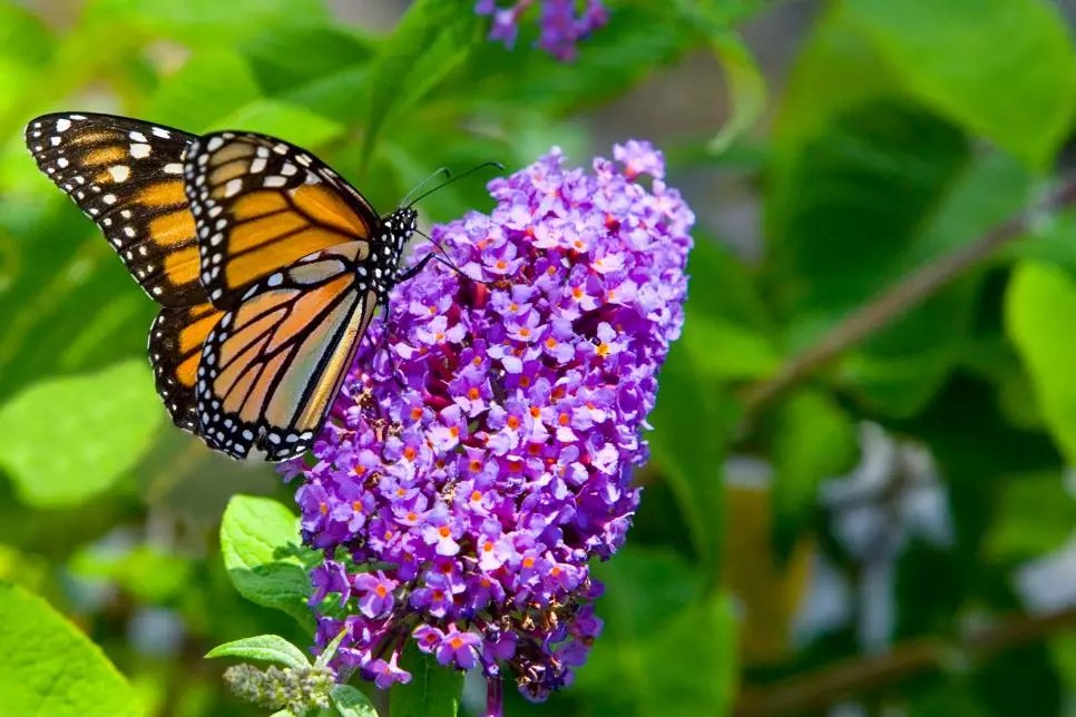 Planting for Pollinators! Garden The Plant Gallery New Orleans