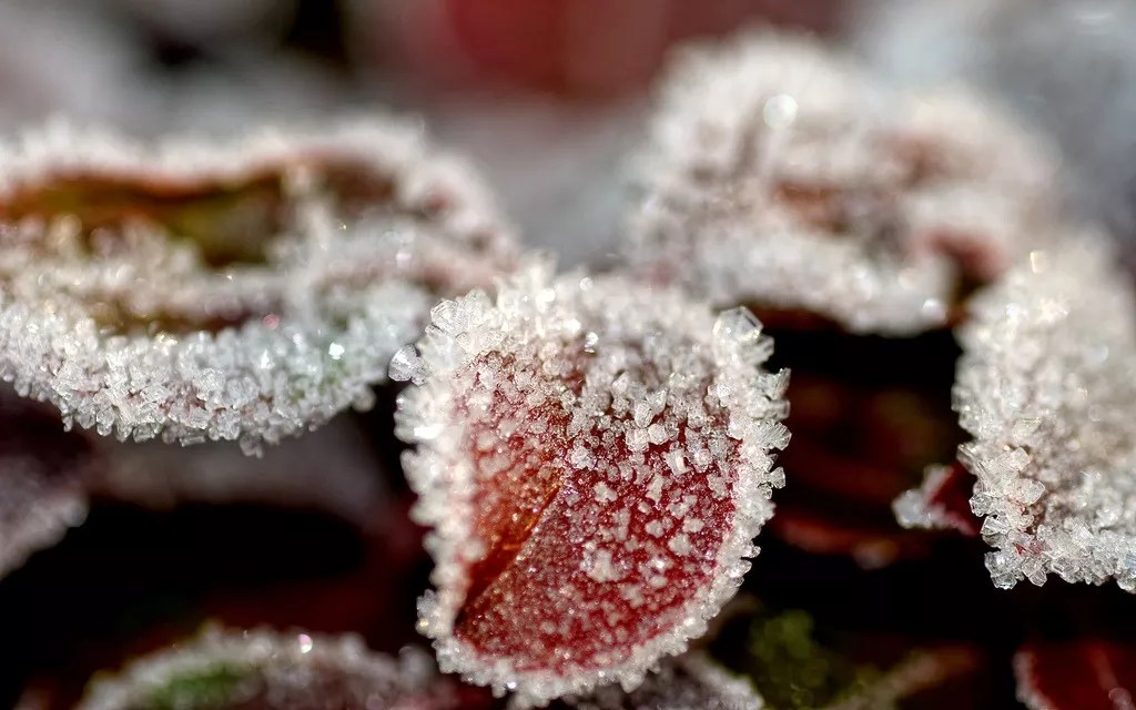 How to Protect Your Garden During a Freeze - The Plant Gallery