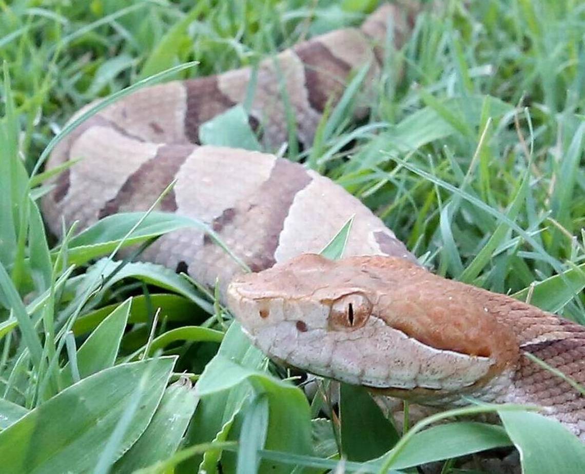 5 Ways To Keep Snakes Out Of Your House And Yard - The ...