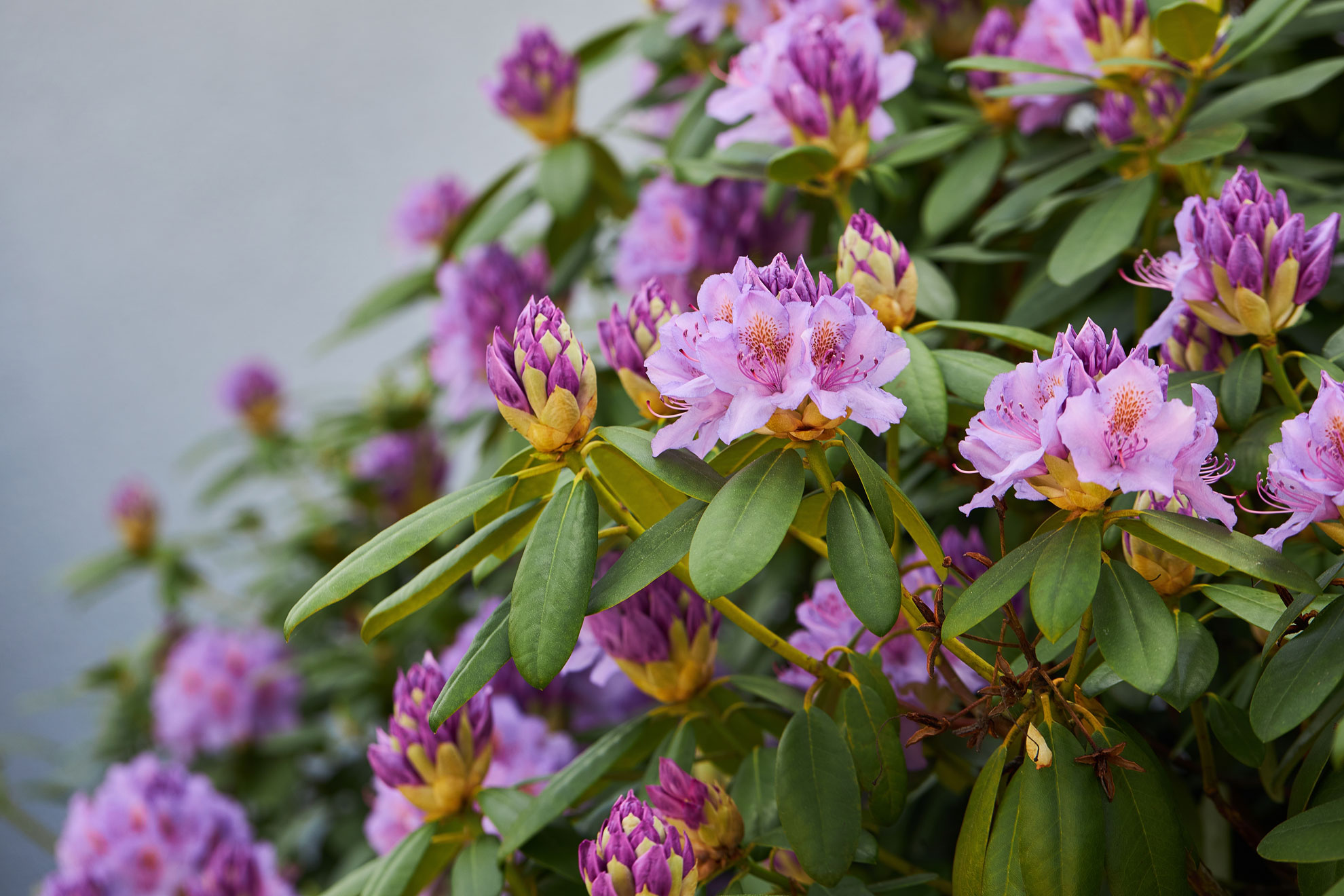 The Beauty and Benefits of Native Rhododendrons The Plant Native