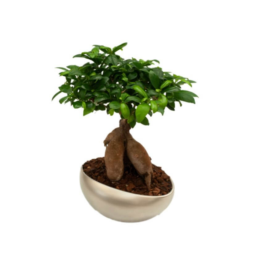Ficus microcarpa Bonsai Ginseng The Plants Indoor and