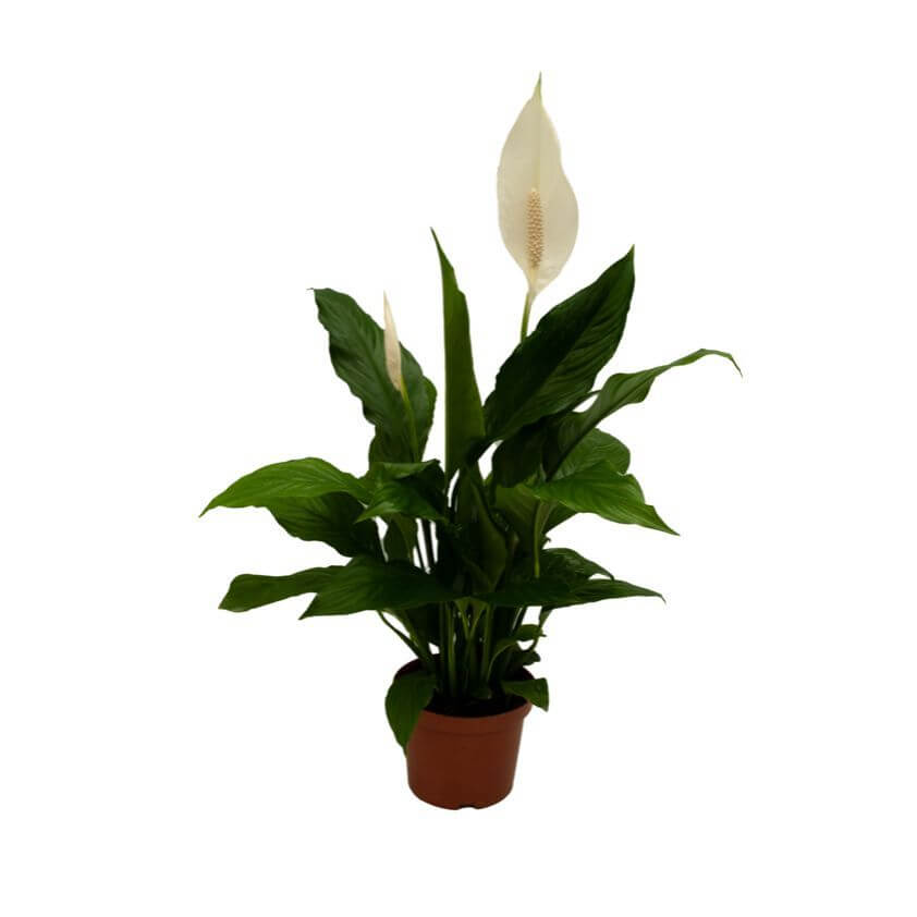 Σπαθίφυλλο Spathiphyllum The Plants Φυτά εσωτερικού και